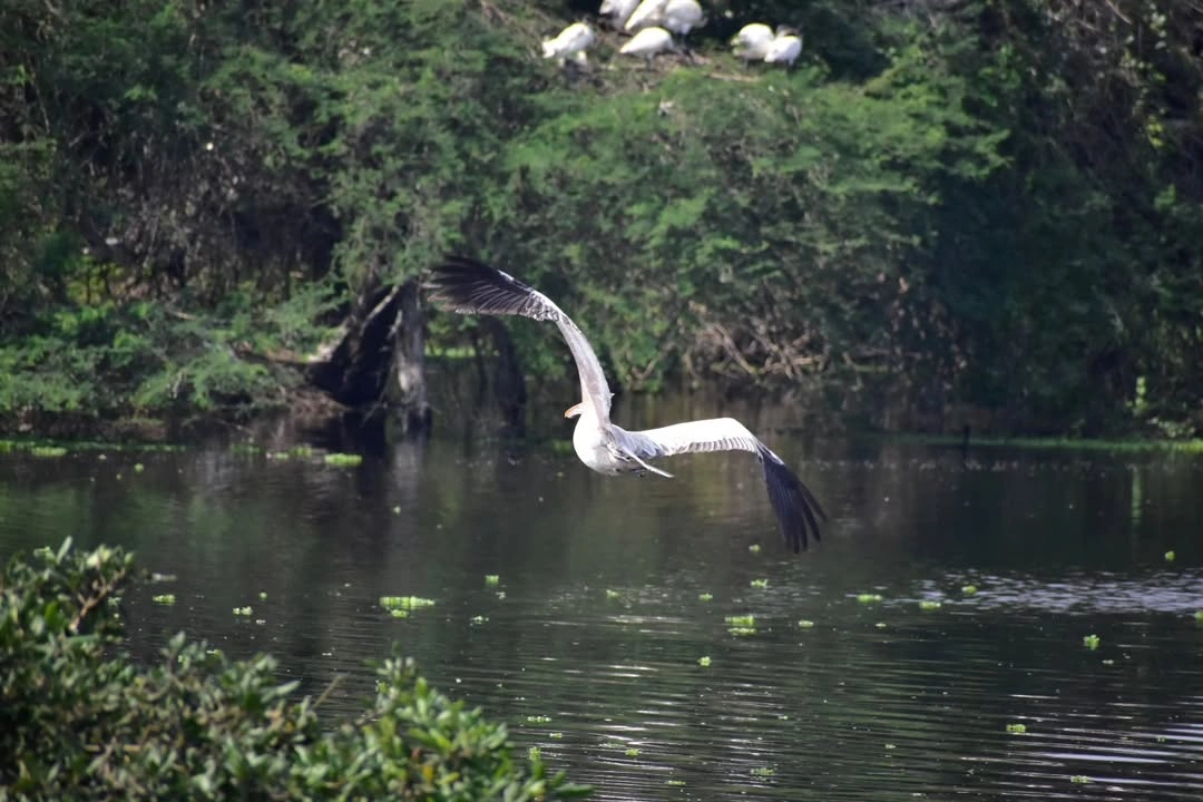 Nelapattu+Bird+Sanctuary