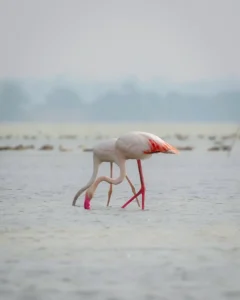 Pulicat+Lake-compressed-ndt-tools