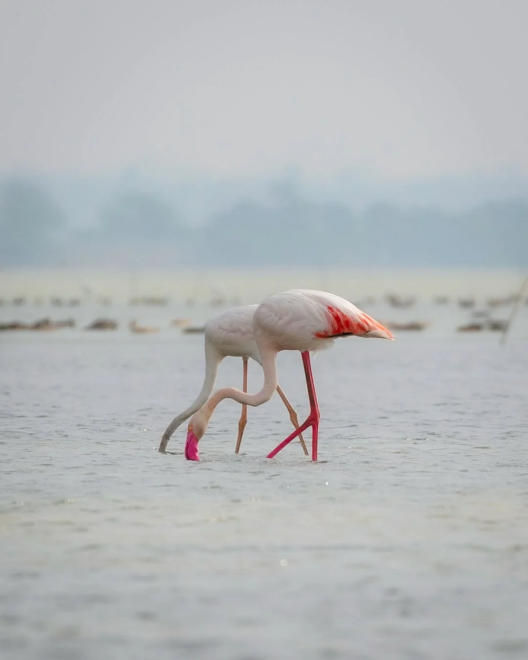 Pulicat+Lake-compressed-ndt-tools